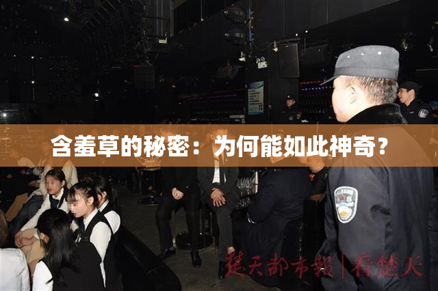 含羞草的秘密：为何能如此神奇？