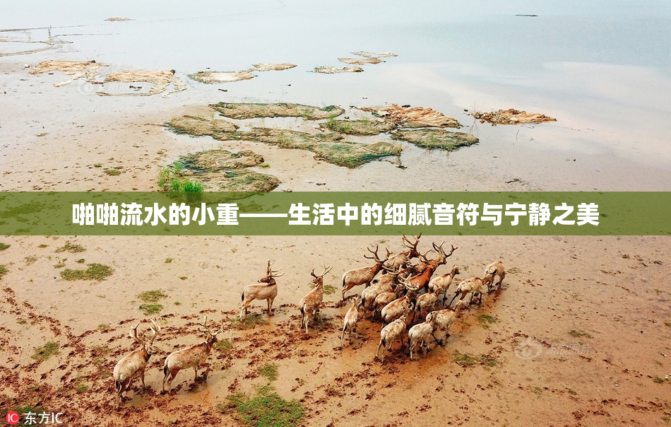 啪啪流水的小重——生活中的细腻音符与宁静之美