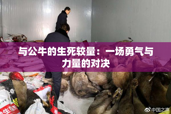 与公牛的生死较量：一场勇气与力量的对决