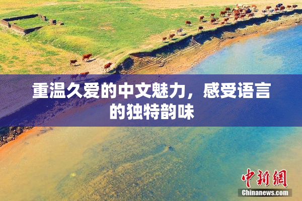 重温久爱的中文魅力，感受语言的独特韵味