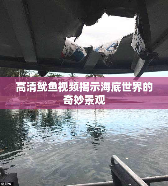 高清鱿鱼视频揭示海底世界的奇妙景观