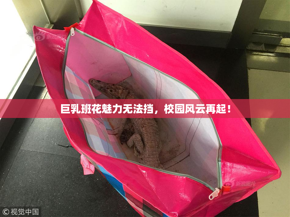 巨乳班花魅力无法挡，校园风云再起！