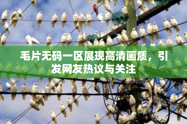 毛片无码一区展现高清画质，引发网友热议与关注