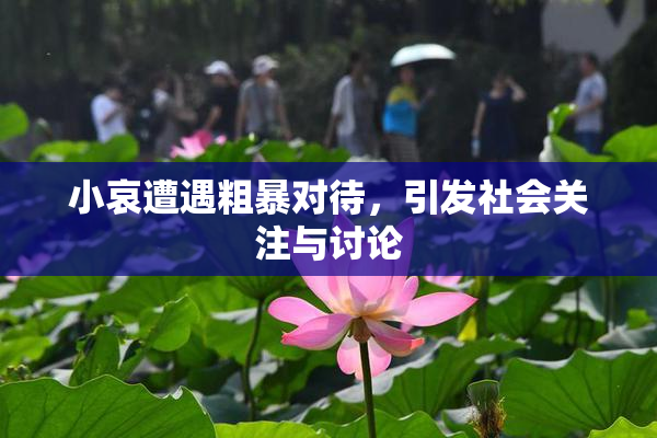 小哀遭遇粗暴对待，引发社会关注与讨论