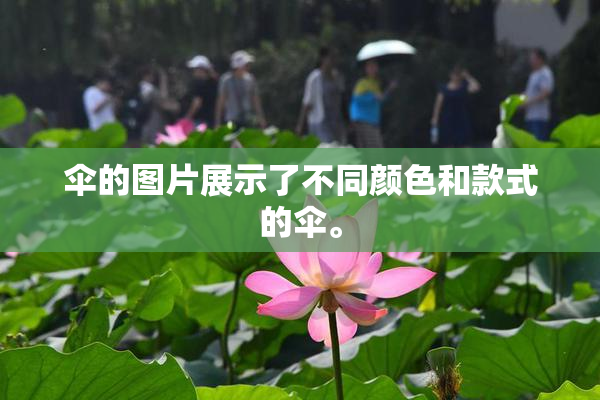 伞的图片展示了不同颜色和款式的伞。