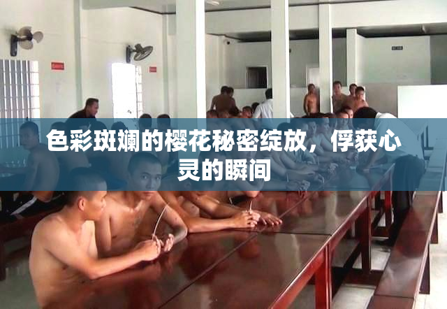 色彩斑斓的樱花秘密绽放，俘获心灵的瞬间