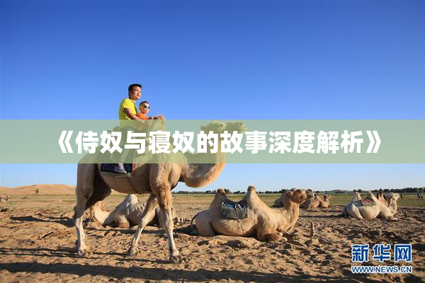 《侍奴与寝奴的故事深度解析》