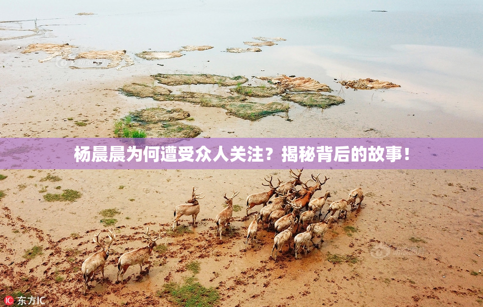 杨晨晨为何遭受众人关注？揭秘背后的故事！