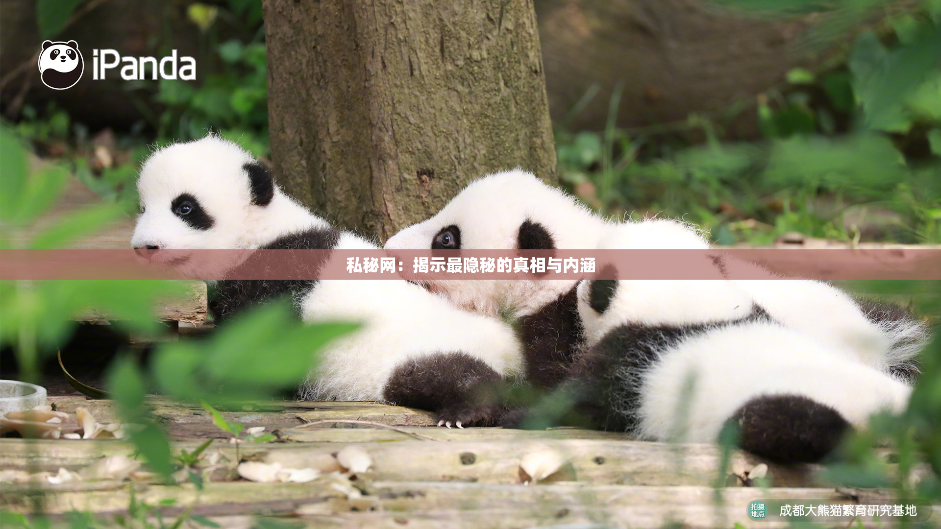 私秘网：揭示最隐秘的真相与内涵