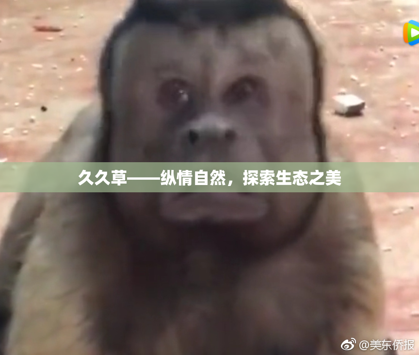 久久草——纵情自然，探索生态之美