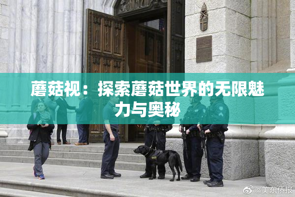 蘑菇视：探索蘑菇世界的无限魅力与奥秘