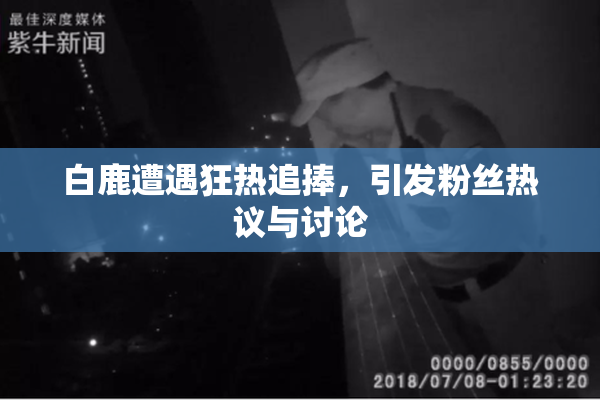 白鹿遭遇狂热追捧，引发粉丝热议与讨论