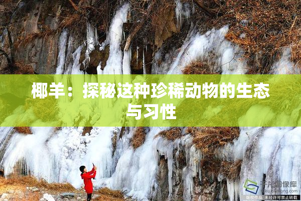 椰羊：探秘这种珍稀动物的生态与习性