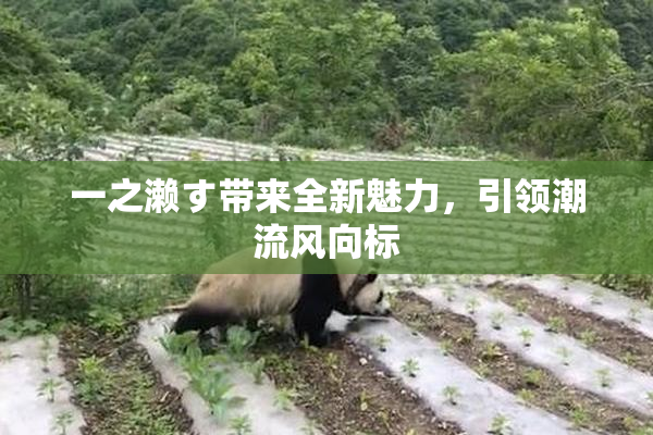 一之濑す带来全新魅力，引领潮流风向标