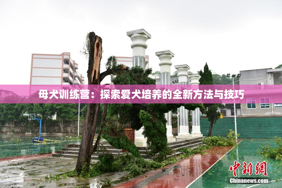 母犬训练营：探索爱犬培养的全新方法与技巧