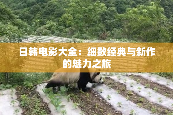 日韩电影大全：细数经典与新作的魅力之旅