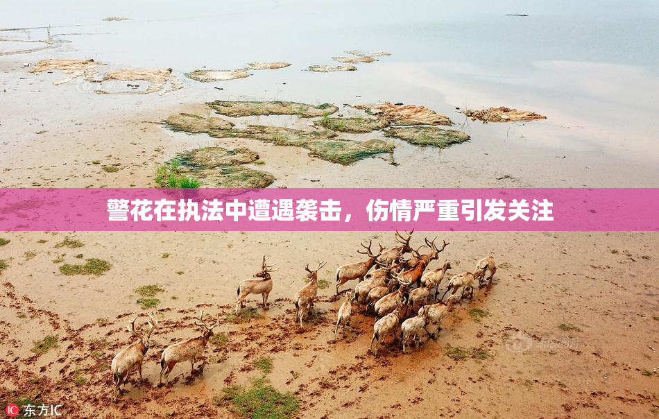 警花在执法中遭遇袭击，伤情严重引发关注