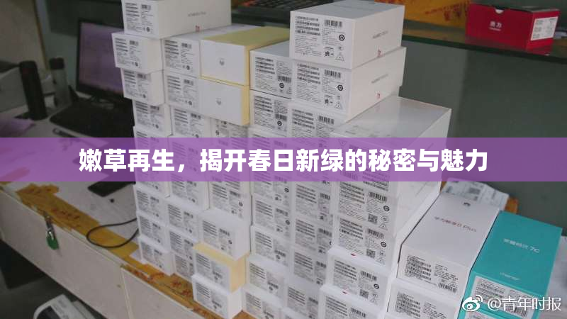 嫩草再生，揭开春日新绿的秘密与魅力