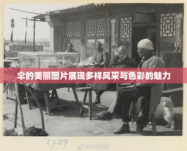 伞的美丽图片展现多样风采与色彩的魅力