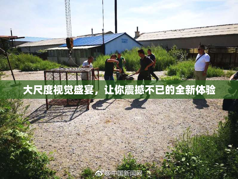 大尺度视觉盛宴，让你震撼不已的全新体验