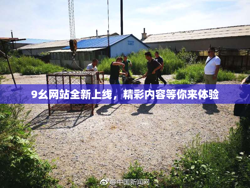9幺网站全新上线，精彩内容等你来体验