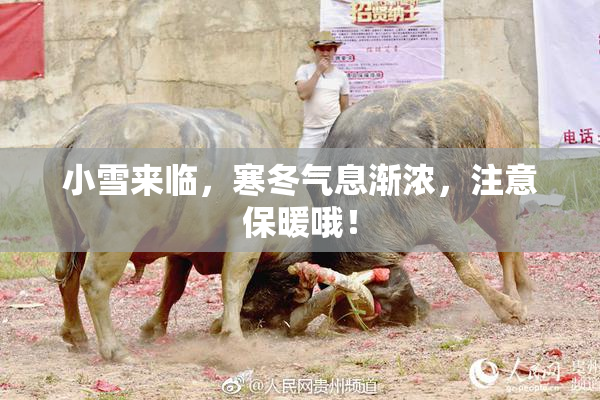 小雪来临，寒冬气息渐浓，注意保暖哦！