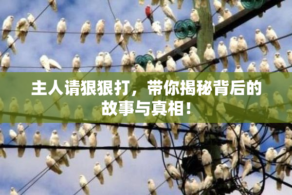 主人请狠狠打，带你揭秘背后的故事与真相！