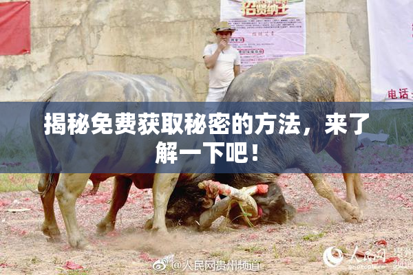 揭秘免费获取秘密的方法，来了解一下吧！