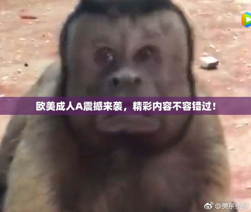 欧美成人A震撼来袭，精彩内容不容错过！