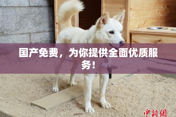 国产免费，为你提供全面优质服务！
