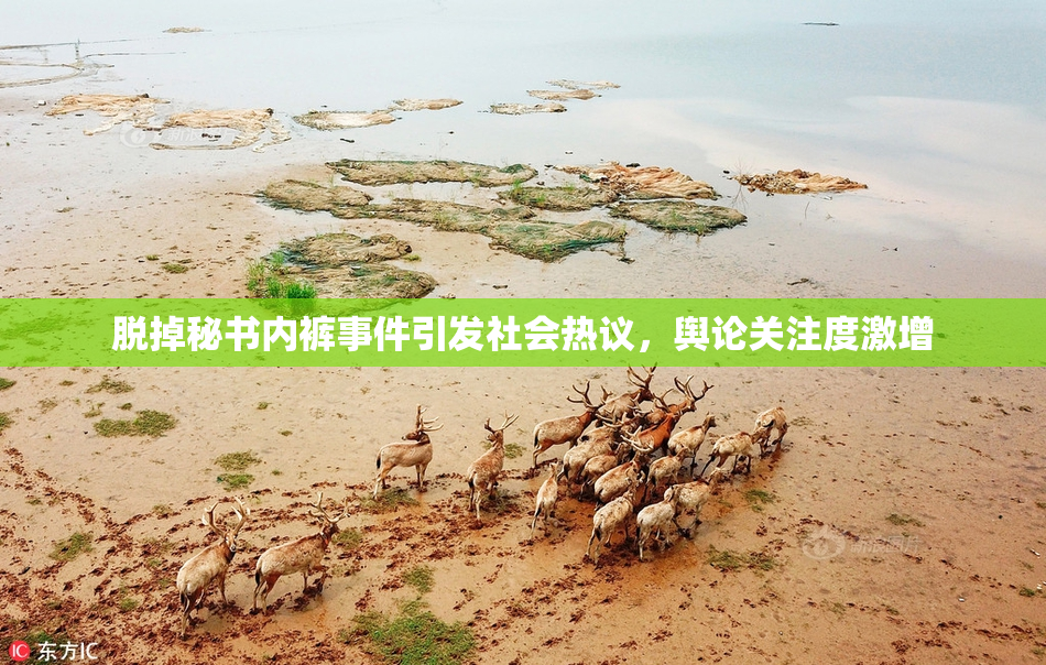 脱掉秘书内裤事件引发社会热议，舆论关注度激增