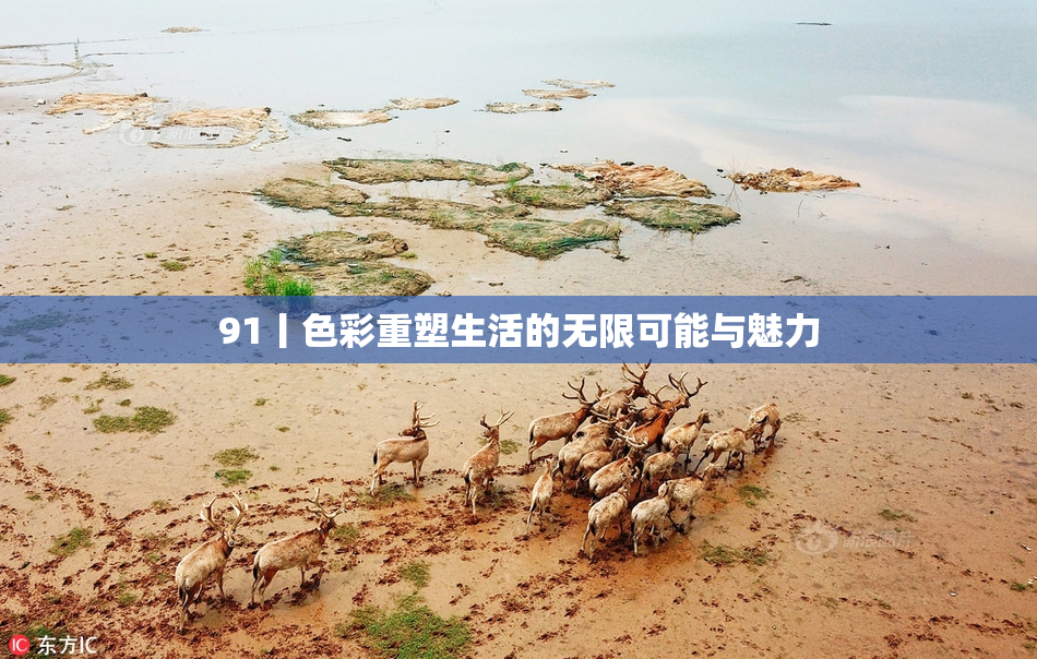 91丨色彩重塑生活的无限可能与魅力