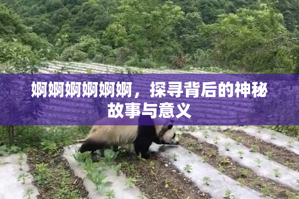 婀婀婀婀婀婀，探寻背后的神秘故事与意义
