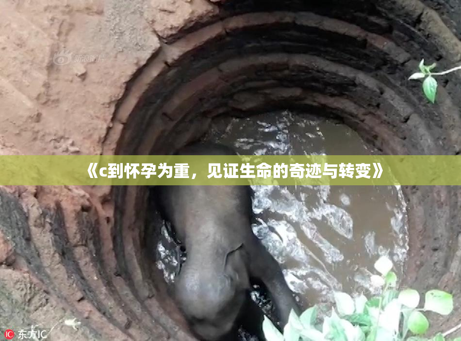 《c到怀孕为重，见证生命的奇迹与转变》