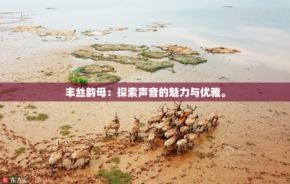 丰丝韵母：探索声音的魅力与优雅。