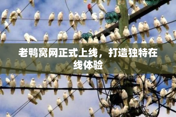 老鸭窝网正式上线，打造独特在线体验