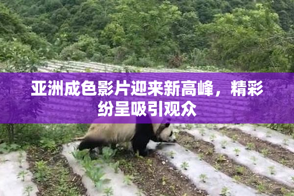 亚洲成色影片迎来新高峰，精彩纷呈吸引观众
