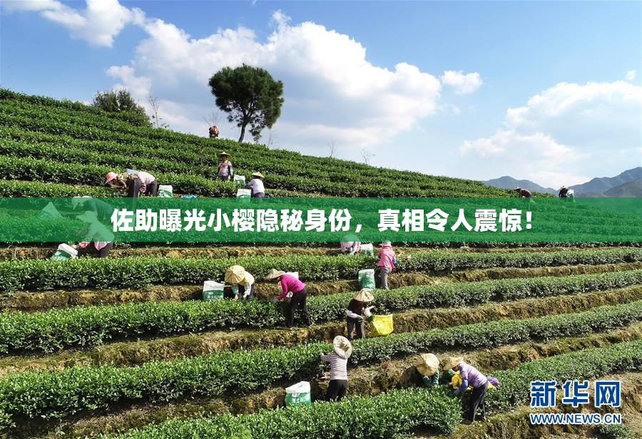 佐助曝光小樱隐秘身份，真相令人震惊！