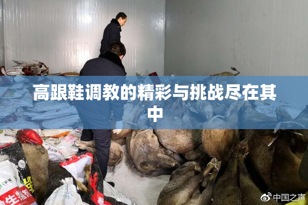 高跟鞋调教的精彩与挑战尽在其中