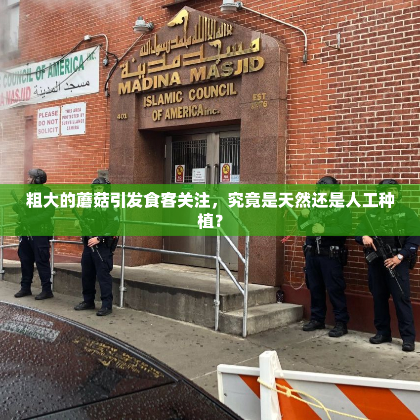 粗大的蘑菇引发食客关注，究竟是天然还是人工种植？