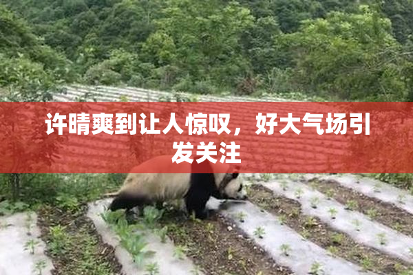 许晴爽到让人惊叹，好大气场引发关注