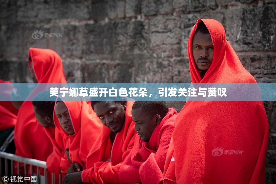 芙宁娜草盛开白色花朵，引发关注与赞叹