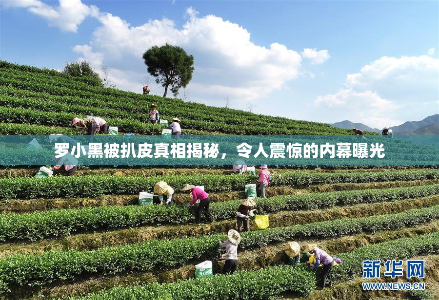 罗小黑被扒皮真相揭秘，令人震惊的内幕曝光