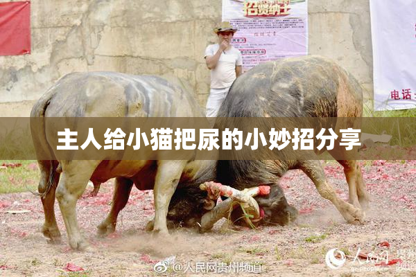 主人给小猫把尿的小妙招分享