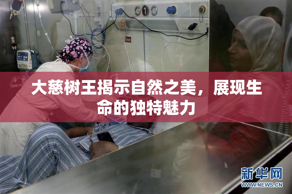 大慈树王揭示自然之美，展现生命的独特魅力