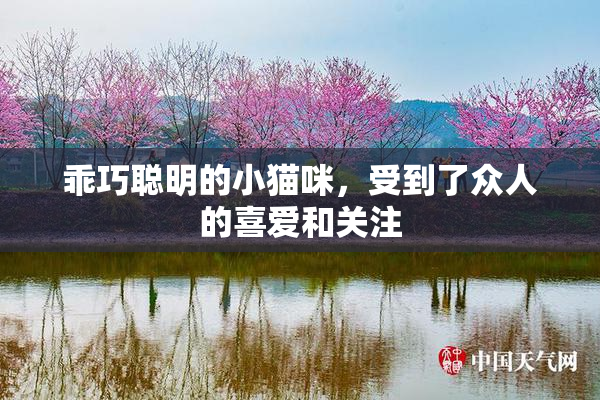 乖巧聪明的小猫咪，受到了众人的喜爱和关注