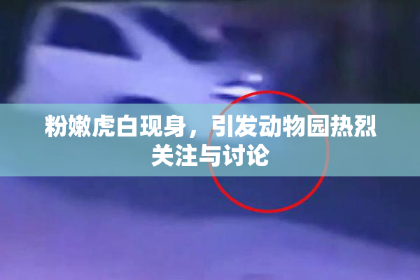 粉嫩虎白现身，引发动物园热烈关注与讨论