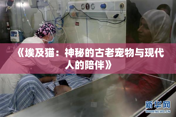 《埃及猫：神秘的古老宠物与现代人的陪伴》