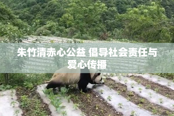 朱竹清赤心公益 倡导社会责任与爱心传播