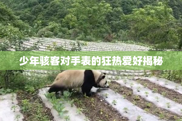 少年骇客对手表的狂热爱好揭秘
